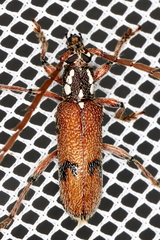 Strongylurus thoracicus