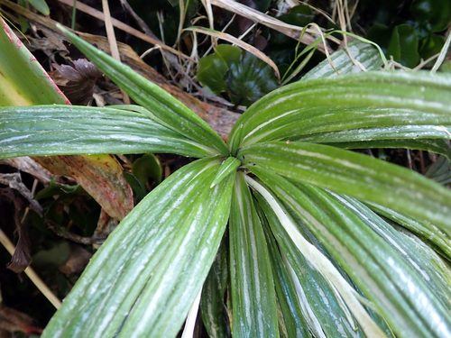 Celmisia graminifolia, photograph 2