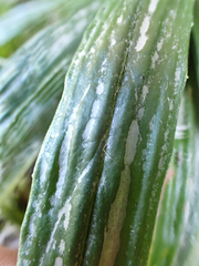author not stated, no rights reserved Celmisia graminifolia, photograph author not stated, no rights reserved