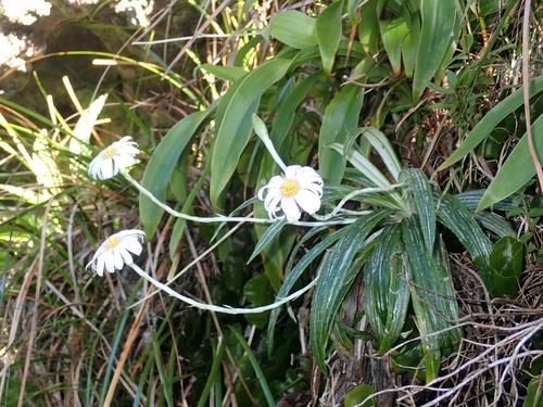 Celmisia graminifolia, photograph 4
