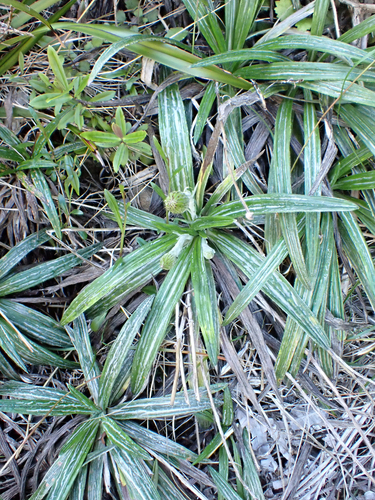 Celmisia graminifolia, photograph 5