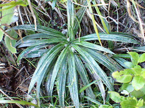 Celmisia graminifolia, photograph 6