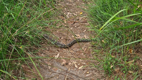 Coastal Carpet Python sighting