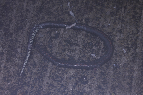 Spotted-bellied Short-headed Snake