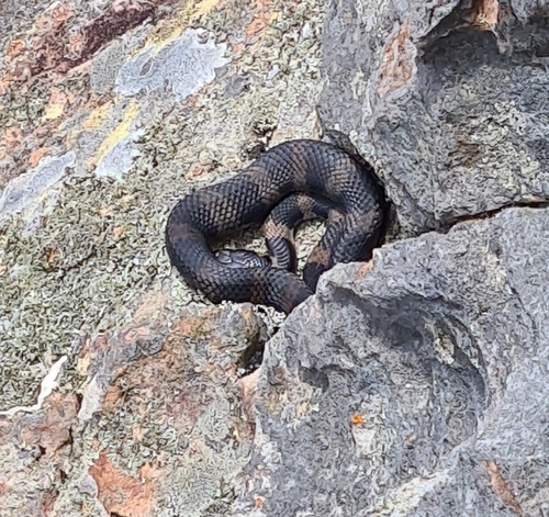 Stephens' Banded Snake sighting