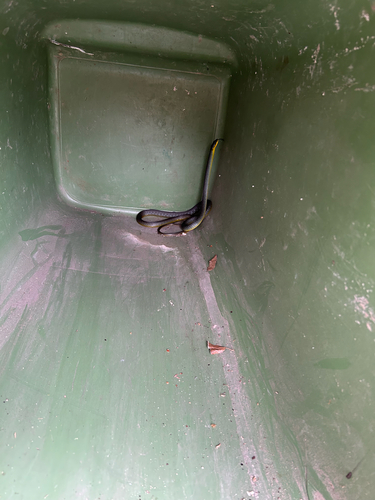 Common Tree Snake sighting