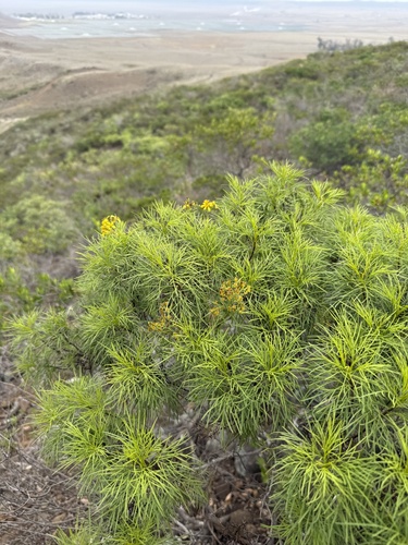 Bidens menziesii observed 2025-12-15