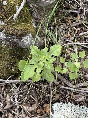Lipochaeta venosa observed 2025-12-15