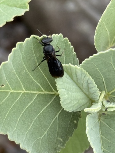 Hylaeus ombrias, 2025-12-15