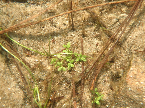 Small waterwort (Elatine minima)