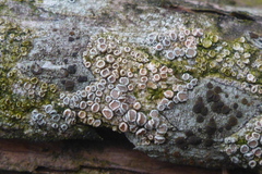 Athallia pyracea