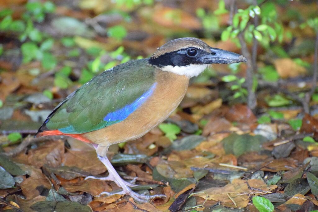 Mangrove Pitta