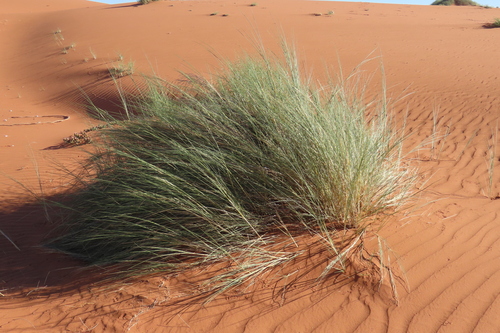 Namib Dune Bushman Grass (Stipagrostis sabulicola)