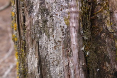Athallia pyracea