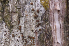 Athallia pyracea