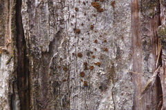 Athallia pyracea