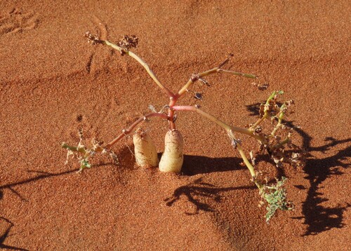 Grielum sinuatum (Grielum sinuatum)