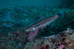 Chilean Sandperch photo 3