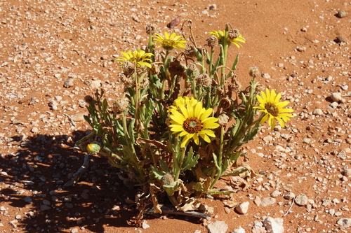Arctotis fastuosa, photograph 2