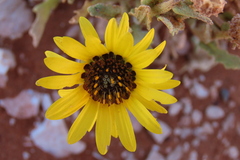 Arctotis fastuosa, photograph author not stated, no rights reserved
