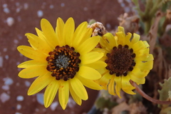 Arctotis fastuosa