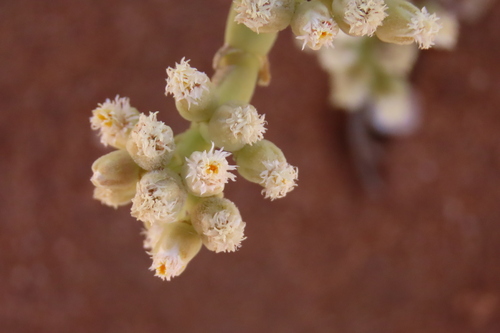Mesembryanthemum schlichtianum