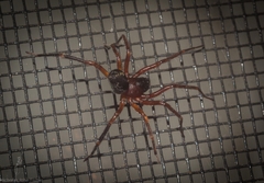 Leichhardteus albofasciatus