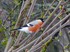 Pyrrhula pyrrhula