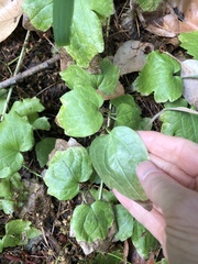 Vancouveria hexandra