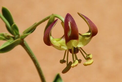 Namib Lily (Hexacyrtis dickiana)