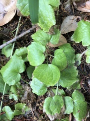 Vancouveria hexandra