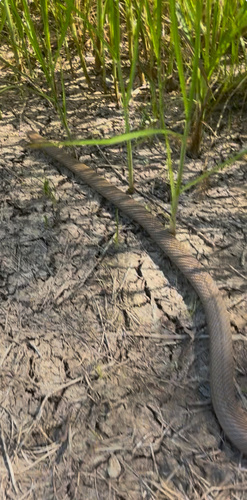 Eastern Brown Snake sighting
