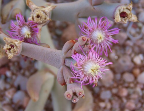 Bead Ashbush (Mesembryanthemum articulatum)