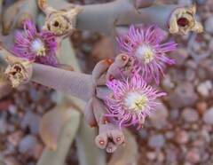 Mesembryanthemum articulatum