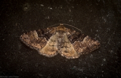 Aporoctena scierodes