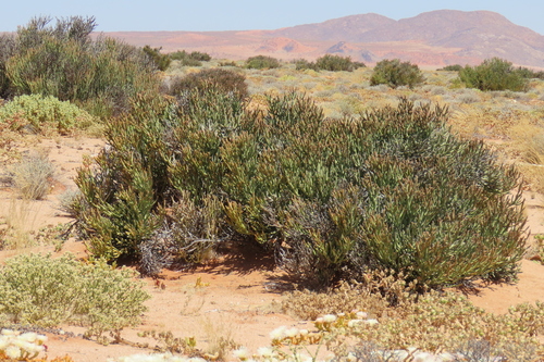 Euphorbia gummifera, photograph 6