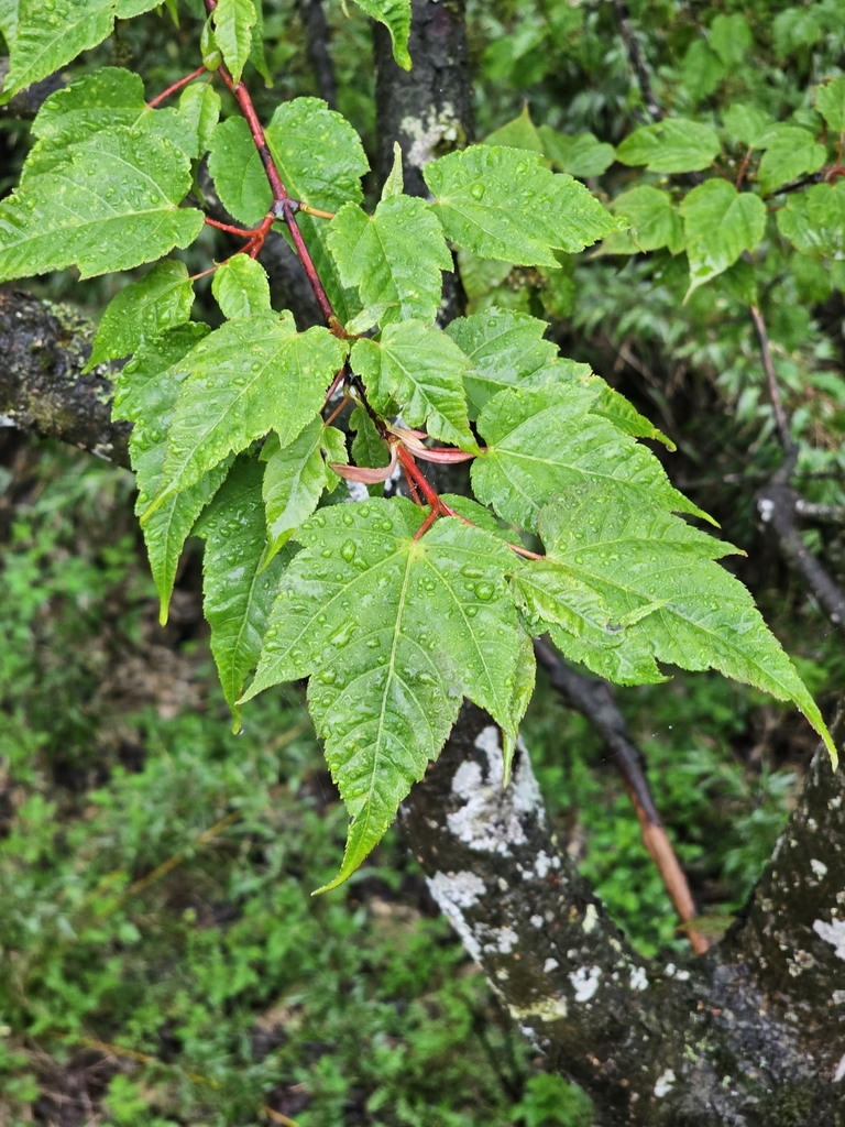 Acer forrestii (Acer forrestii)
