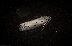 Ethmia heptasema