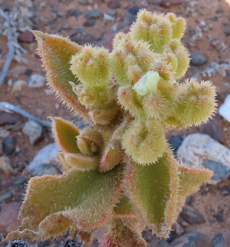 Mesembryanthemum pellitum