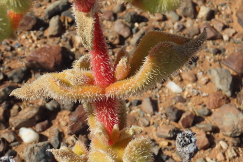 Mesembryanthemum pellitum