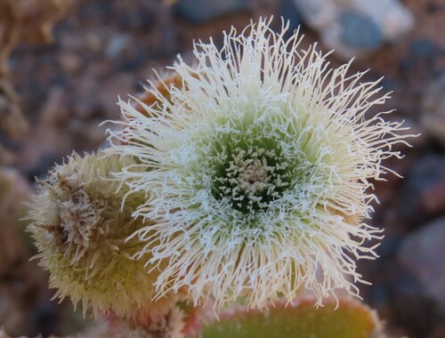 Mesembryanthemum pellitum