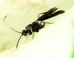 Cratichneumon unifasciatorius