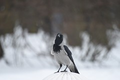 Corvus cornix