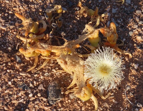 Mesembryanthemum hypertrophicum