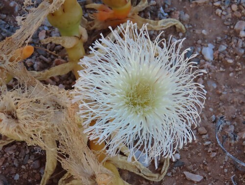 Yellowfinger Icefig (Mesembryanthemum hypertrophicum)