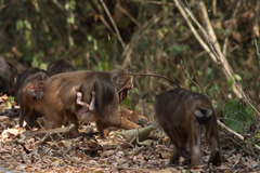 Macaca arctoides