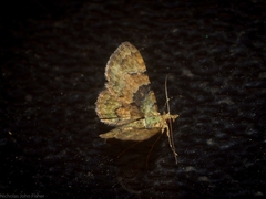 Gymnoscelis derogata