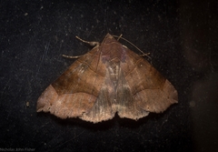 Bastilla hamatilis