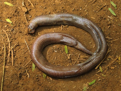 Ridley's Worm Lizard, Amphisbaena ridleyi