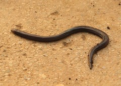 Amphisbaena ridleyi